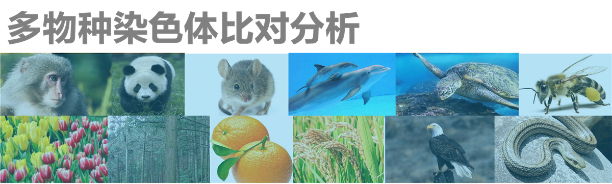 手动染色体分析系统
